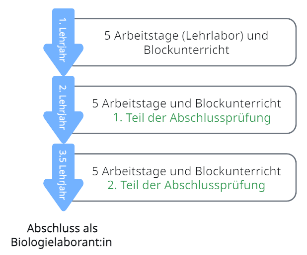 Grafik Ablauf Ausbildung Biologielaborant:in Grafik Ablauf Ausbildung Biologielaborant:in